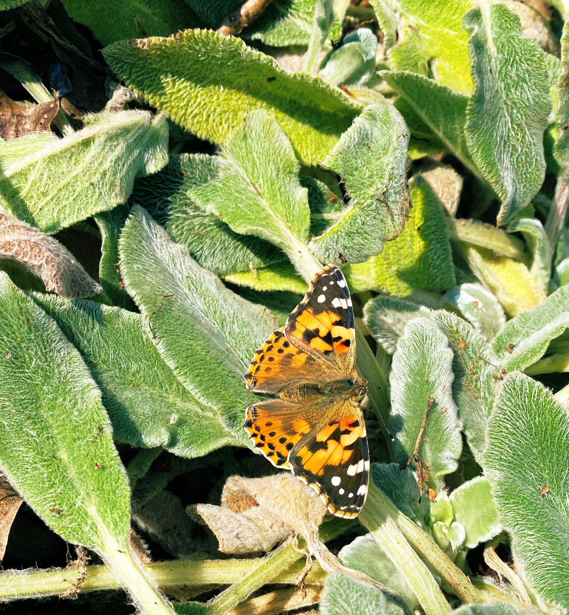 I’ve very consciously decided to lean into small moments of joy. Practicing deliberate gratefulness for the small things has made an extraordinary difference to my life. Today: sunshine and a very beautiful winter butterfly.