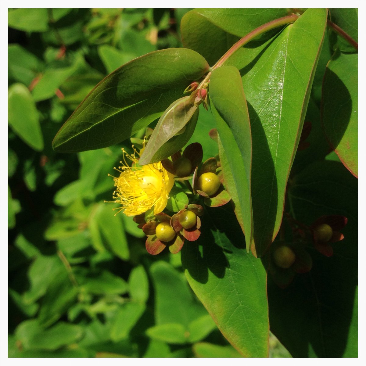 Hal_Duncan's tweet photo. Day 98 of #100DaysOfPlants and S is for St. John's Wort, which we're rapidly getting enough of now via self-seeding that I'm probably gonna have to dig up one or two of the youngsters from Laburnumley next year, if not before. And the big'un needs hacked back hard already. https://t.co/ySgfEOViAg