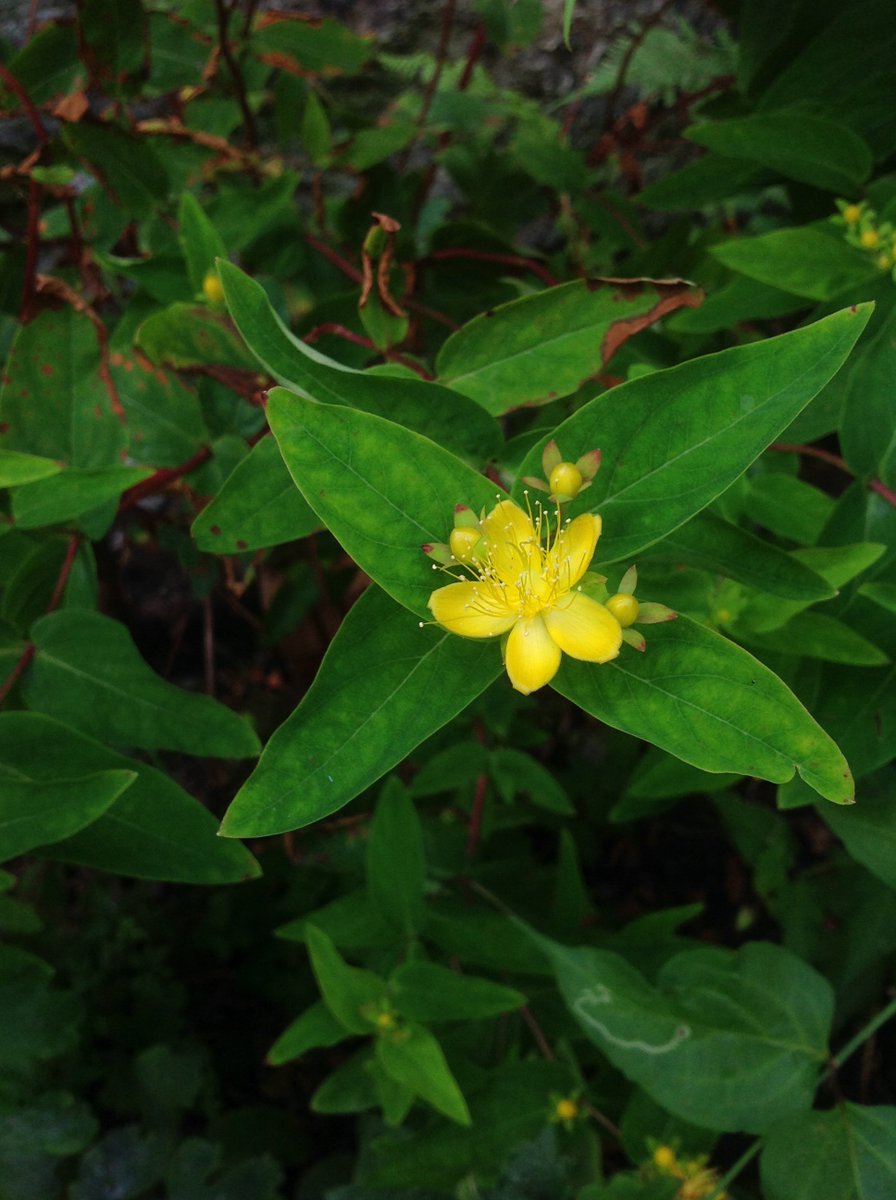 Hal_Duncan's tweet photo. Day 98 of #100DaysOfPlants and S is for St. John's Wort, which we're rapidly getting enough of now via self-seeding that I'm probably gonna have to dig up one or two of the youngsters from Laburnumley next year, if not before. And the big'un needs hacked back hard already. https://t.co/ySgfEOViAg