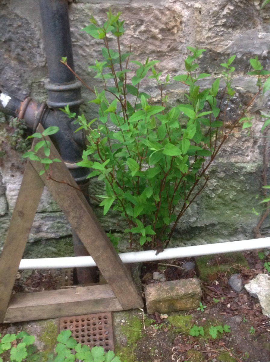 Hal_Duncan's tweet photo. Day 98 of #100DaysOfPlants and S is for St. John's Wort, which we're rapidly getting enough of now via self-seeding that I'm probably gonna have to dig up one or two of the youngsters from Laburnumley next year, if not before. And the big'un needs hacked back hard already. https://t.co/ySgfEOViAg