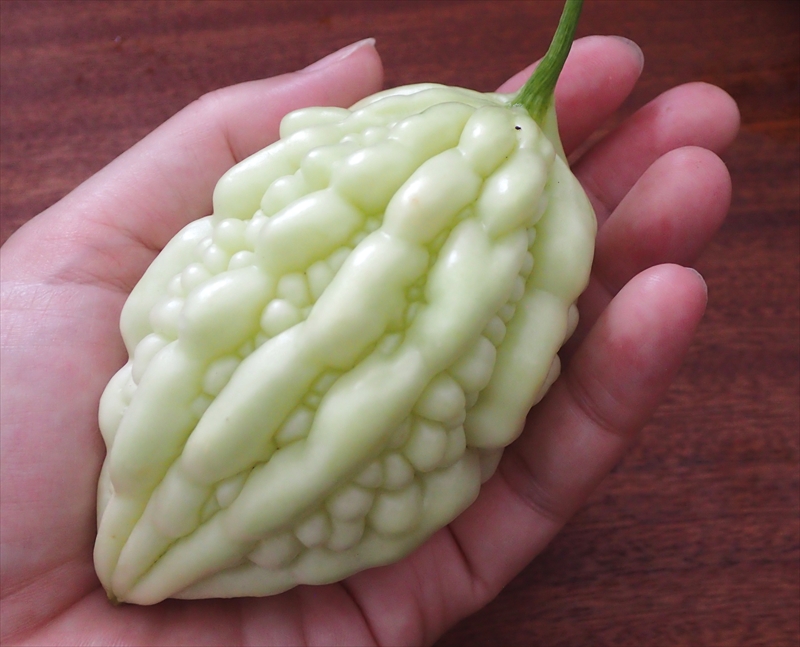 パツ子 小澤農園に行ってみたら パールゴーヤ なるものの苗がありました アップルゴーヤシリーズの最新品種だそうです 498円の高級苗だったけど 買いましたよ 今年は白いゴーヤ4種の食べ比べです イェーイ パツ子 小澤農園に行ってみたら パールゴーヤ なるものの苗がありました アップルゴーヤシリーズの最新品種だそうです 498円の高級苗だったけど 買いましたよ 今年は白いゴーヤ4種の食べ比べです イェーイ