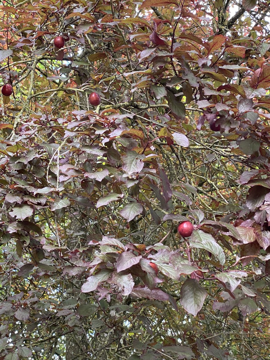 Okay people - first time we have had fruit in this tree - it’s plum or mirabelle like - has anyone seen a plum(ish) tree with this colour leaves? Help appreciated!