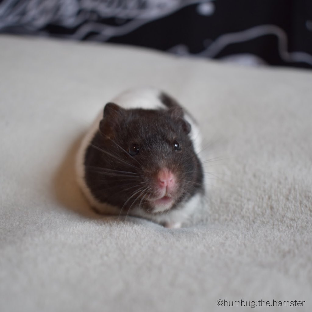 amy_and_animals's tweet photo. Cute face 🥰

#hamstercare #hamster #hamsters #hamstersoftwitter #smallpetsoftwitter #hamsterplay #ilovehamsters #syrianhamster #syrianhamstersoftwitter #hamstertaming #hamsteryoutube #smallanimal #smallanimalcare https://t.co/CmEoC2iN2R
