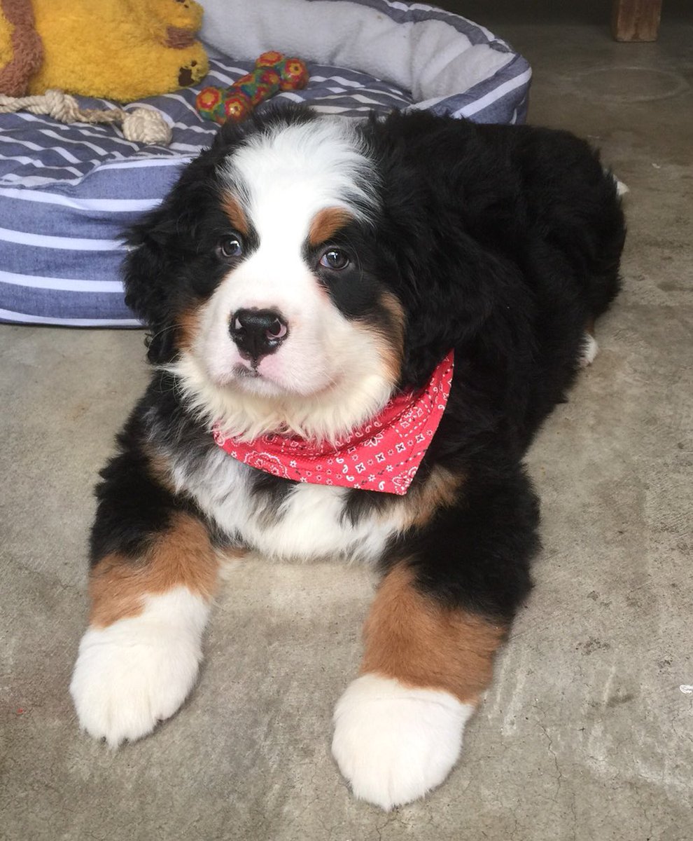 Twitter 上的 ふれいあのサブ垢 Ch もはや犬垢 大型犬の子犬最強やない くまさんのぬいぐるみみたい アルバくん T Co 9apuu3rshh Twitter