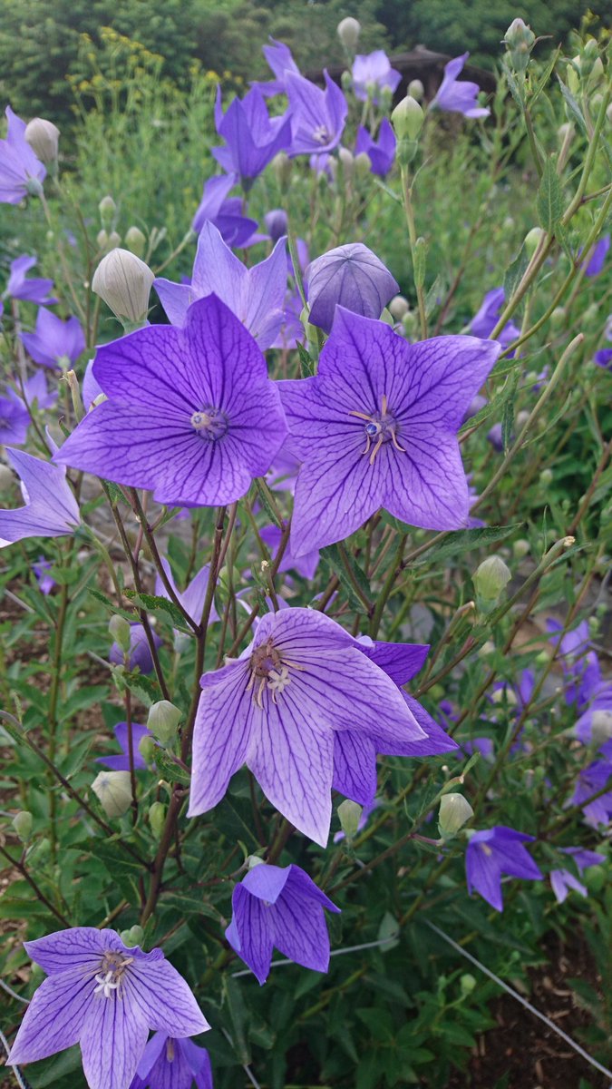 ひめ ということで本日は基本的に天浜さんに乗るだけのじもとりっぷしてきました 久々に鉄分補給した 惜しむらくはスマホのバッテリーが若干不安定であんまり写真撮れなかったことですね そろそろ寿命か 途中下車して遠州のききょう寺こと香勝寺にも