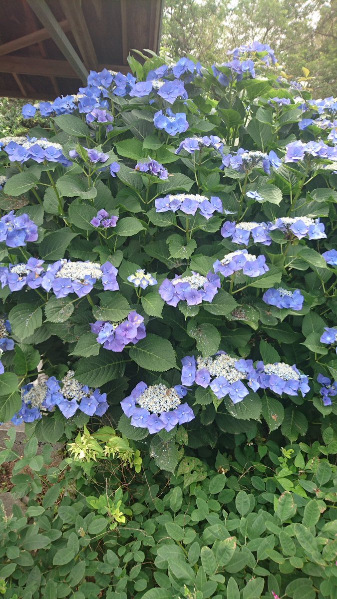 ひめ ということで本日は基本的に天浜さんに乗るだけのじもとりっぷしてきました 久々に鉄分補給した 惜しむらくはスマホのバッテリーが若干不安定であんまり写真撮れなかったことですね そろそろ寿命か 途中下車して遠州のききょう寺こと香勝寺にも