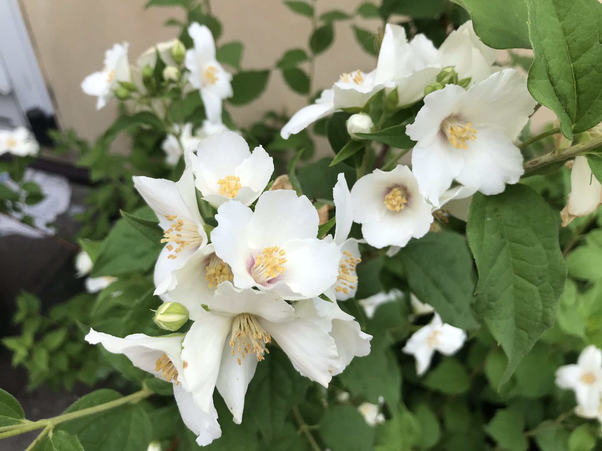 甘い香りのする花木 Twitter Search Twitter