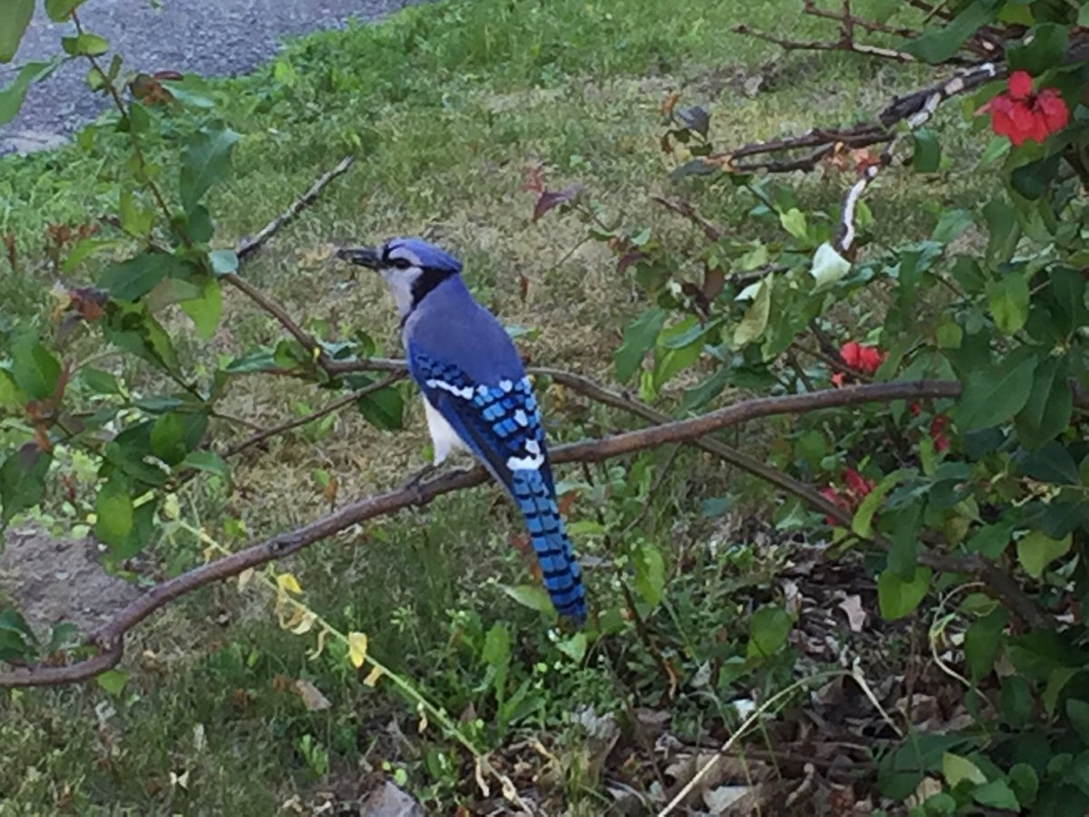 debrpat's tweet photo. @parkinac Beautiful, thanks! A modest contribution from my morning walk in Ottawa South. https://t.co/v6K9MRmztv