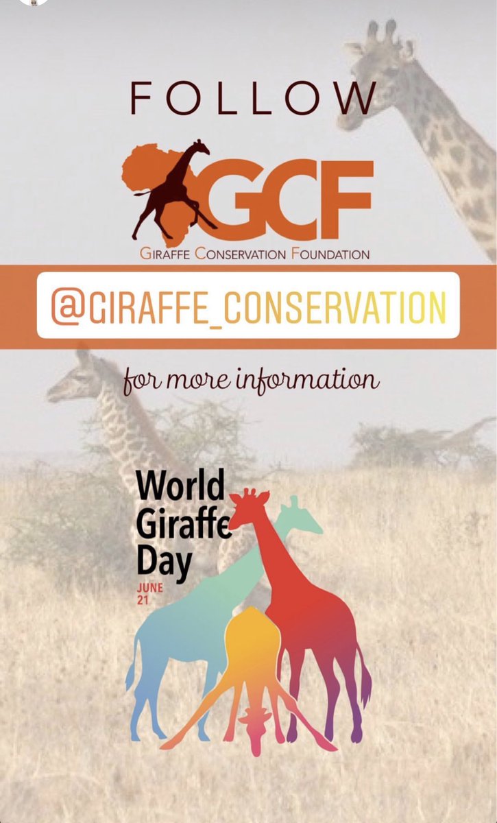 June 21 is #WorldGiraffeDay #StandTallForGiraffes ⁦@sophiegirafeusa⁩ ⁦@SophieLicensing⁩