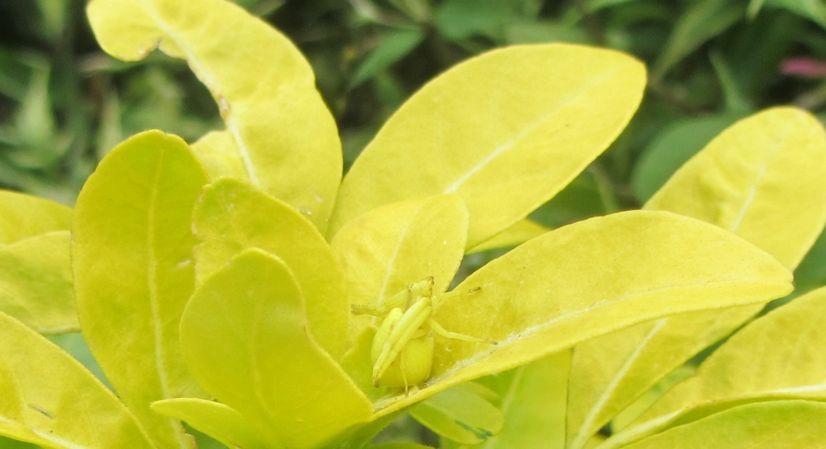 Nesquik1962's tweet photo. What I liked about this was a day later &amp; a transformation had taken place. Neat!
@Britnatureguide #crabspider #camouflage #ninjaspider #spidersoftheworldweekend https://t.co/boAdmghGKb
