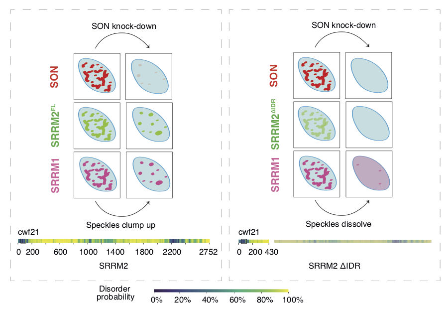 It’s my great pleasure to announce the first paper from our group. It’s a true team effort. If you are interested in biomolecular condensates, splicing and RNA biology read the thread👇. Especially if you have worked with SRSF2 or nuclear speckles. (1/9)
biorxiv.org/content/10.110…