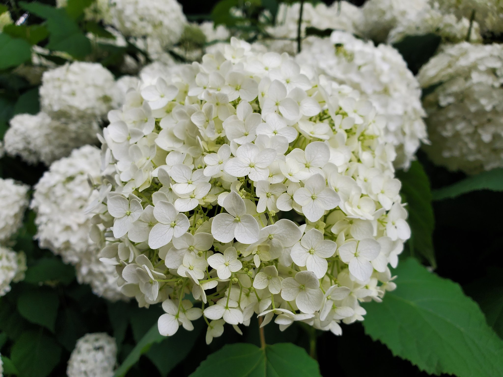 柿原和明on Twitter 相模原市南区の麻溝公園 アジサイが綺麗です 6 16 35撮影 あじさい 紫陽花 相模原麻溝公園 相模原市kackey T Co 8koguxdtd3 Twitter