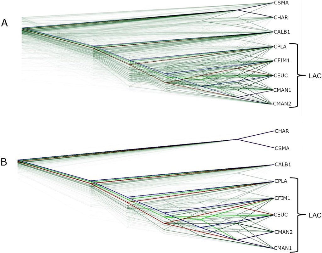 Phylogenomic incongruence in Ceratocystis: a clue to speciation?
rdcu.be/b43Cv; <a href="/fabiteam1/">FABI</a>