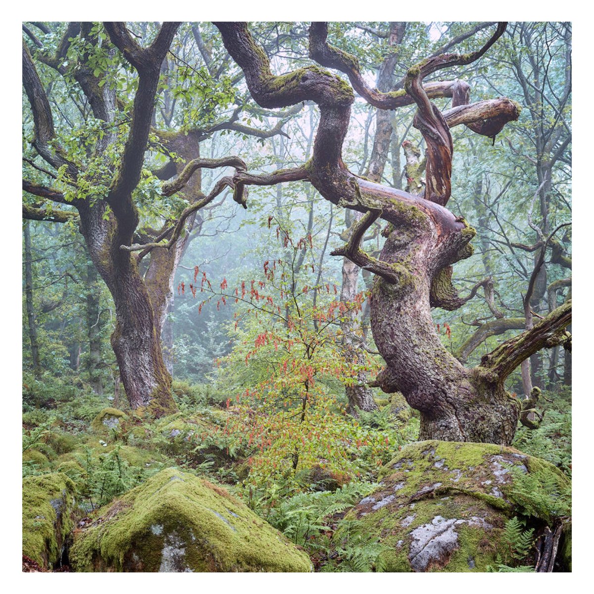 Padley Gorge #trees #landscapephotography