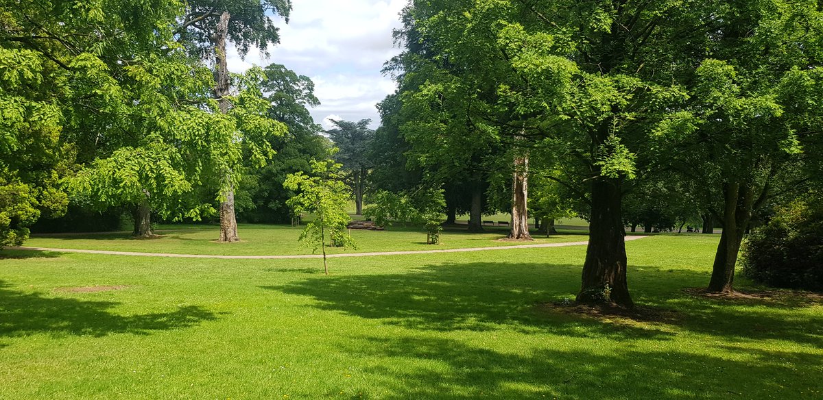 Hurrah the sun came out a bit on today's dog walk...