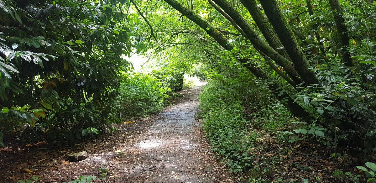 Hurrah the sun came out a bit on today's dog walk...