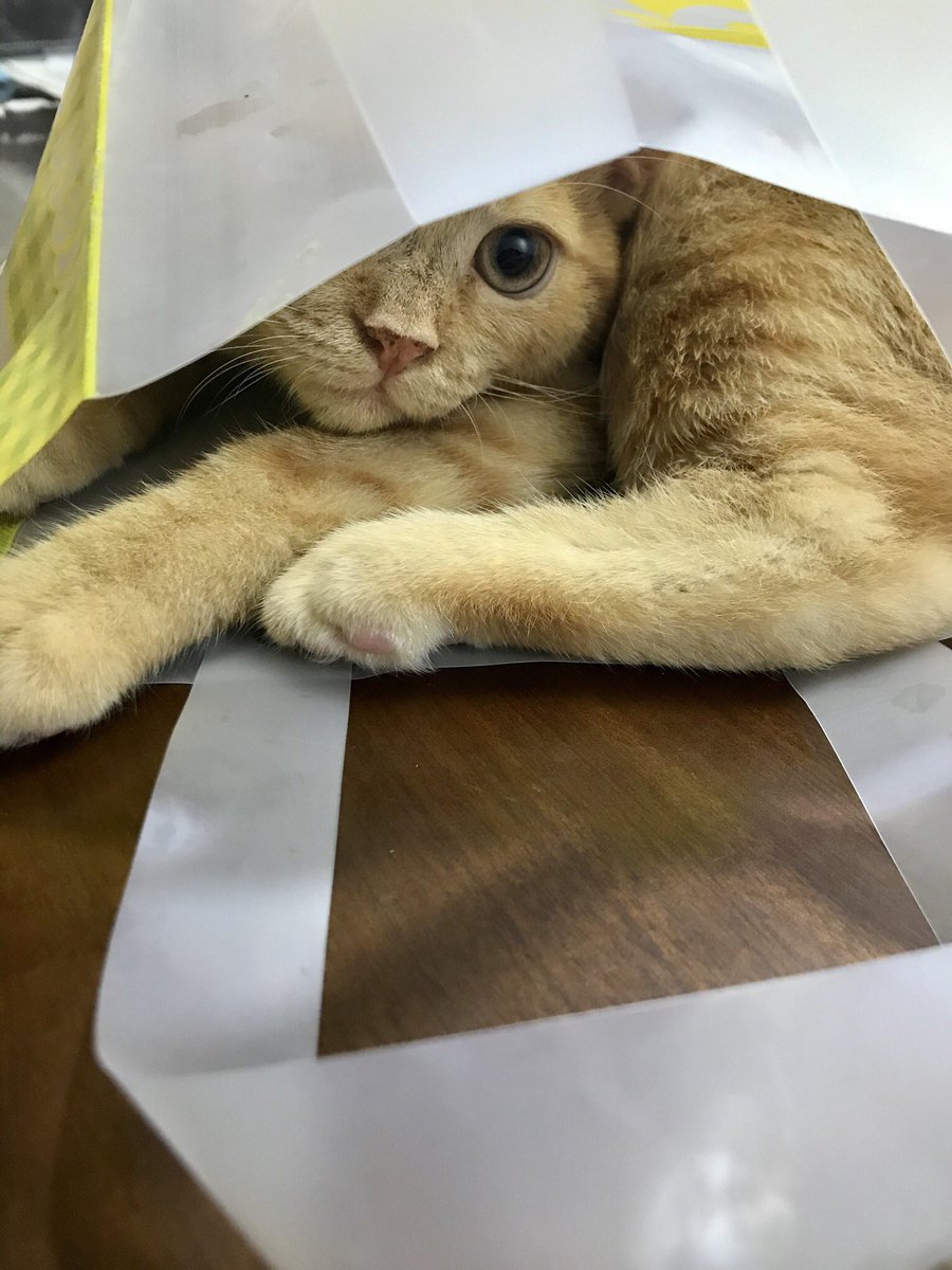 kotetochikuwa's tweet photo. ちくわあじの、ぽっぷこーんはいかがかにゃ？

#里親 #保護猫 #猫 #子猫 #茶トラ #アメリカンショートヘア #アメショー #猫好きさんと繋がりたい #docpopcorn https://t.co/LcomamRTiw