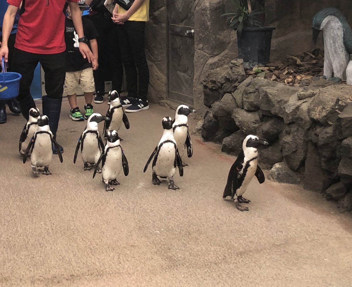 おきくらげ ケープペンギンのお散歩 おうちに戻る前の撮影タイム 伊勢シーパラダイス ケープペンギン ペンギン 飼育員