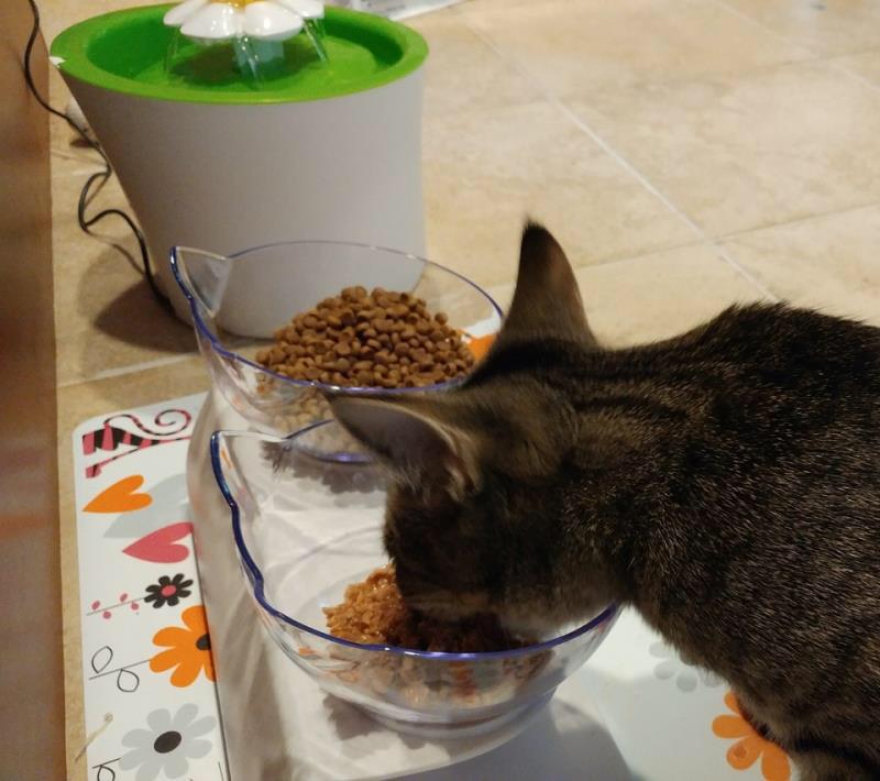 MeowMoeDotCom's tweet photo. A new #Bowl for #Wet #Food and #Dry #Food, plus a new #Waterer, Now she's all #Good : )
#Cats #Cat #Kittens #Kitten #Kitty #Pets #Pet #Meow #Moe #CuteCats #CuteCat #CuteKittens #CuteKitten #MeowMoe #Shes
https://t.co/8j2tWOxTs5 https://t.co/9FdfKFHgKV