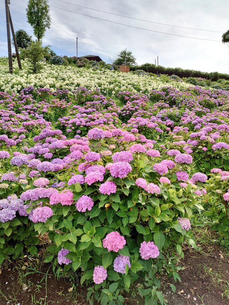 تويتر 三重県庁う まちゃん部 على تويتر 三重県津市 にある かざはやの里 に行きました 一面の 紫陽花畑 とてもきれいでした 水に浮かべた紫陽花が可愛い 三重県 三重県観光 紫陽花 あじさい あじさいまつり Hydrangea Hydrangeas