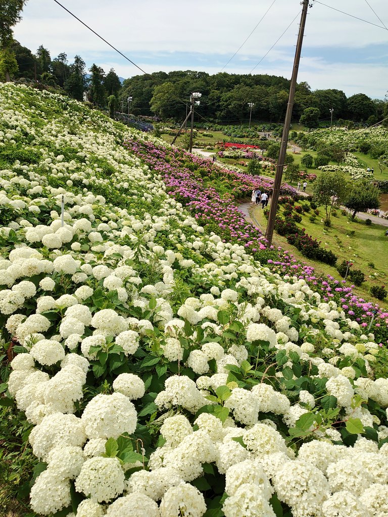 تويتر 三重県庁う まちゃん部 على تويتر 三重県津市 にある かざはやの里 に行きました 一面の 紫陽花畑 とてもきれいでした 水に浮かべた紫陽花が可愛い 三重県 三重県観光 紫陽花 あじさい あじさいまつり Hydrangea Hydrangeas