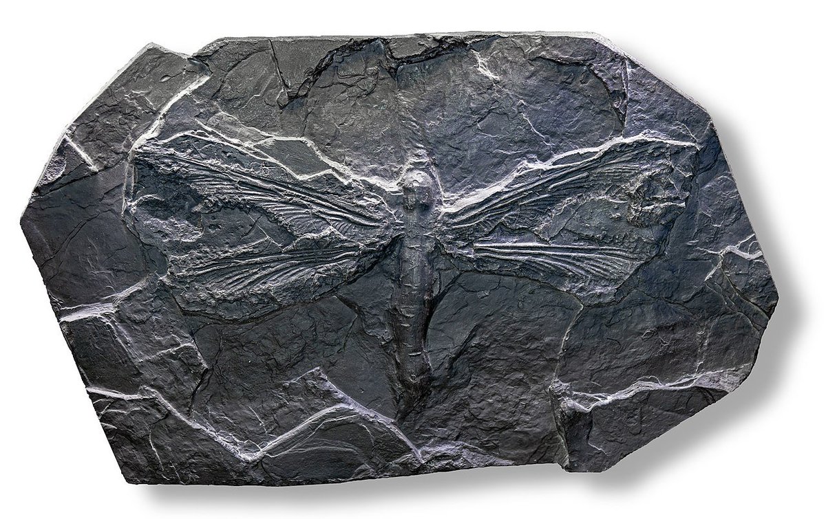 There were some MASSIVE dragonflies in the Carboniferous, like Meganeura monyi. It was around the same size a crow! (Image Didier Descouens)