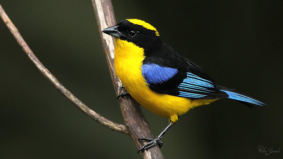 pedrobernalph's tweet photo. Incluso Soda Stereo le compuso canción a esta tángara.😅
"Fluorescente azul
Luz que baña mis sentidos
Donde todo empieza a ser real"
#aves #birdwatching https://t.co/U9wiZqllyb