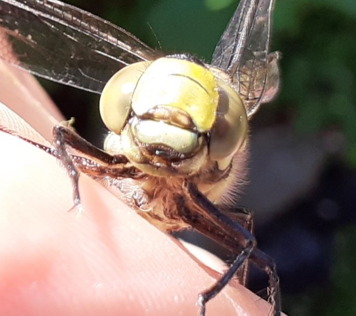 Here are Betty's eyes. Dragonflies have excellent vision and are incredible aerial hunters. They catch other flying insects in the air.