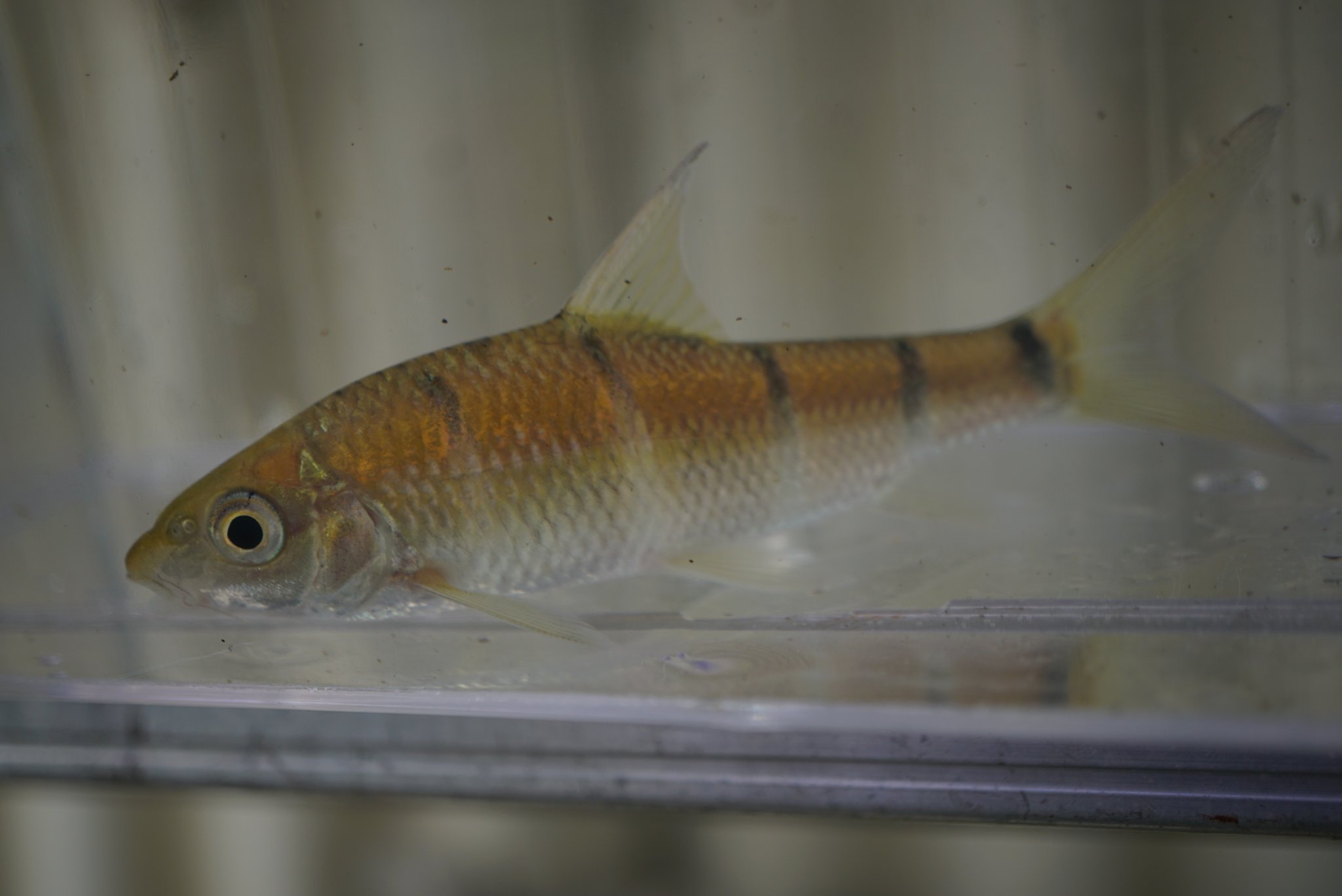 Akaoni623 今日は予告通りgreen Noteさんからお魚が到着 まずはacrossocheilus Longipinnis 本当に小さいサイズで来るのが初で ずっと待っていた魚 到着直後は黄色味が強く横縞もうっすら 水槽に入れると成魚に近い色に まだ10cm前後なので