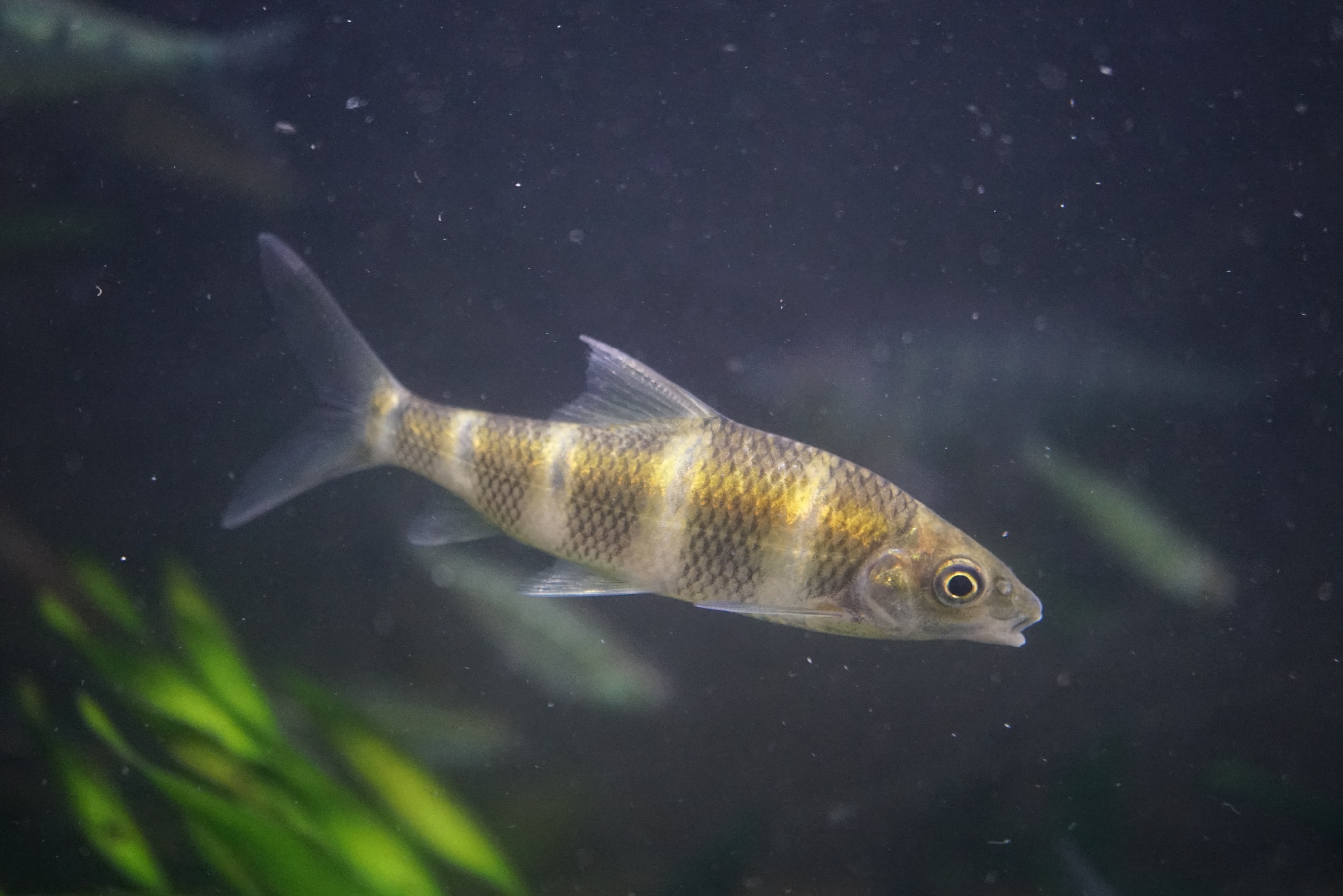 Akaoni623 今日は予告通りgreen Noteさんからお魚が到着 まずはacrossocheilus Longipinnis 本当に小さいサイズで来るのが初で ずっと待っていた魚 到着直後は黄色味が強く横縞もうっすら 水槽に入れると成魚に近い色に まだ10cm前後なので