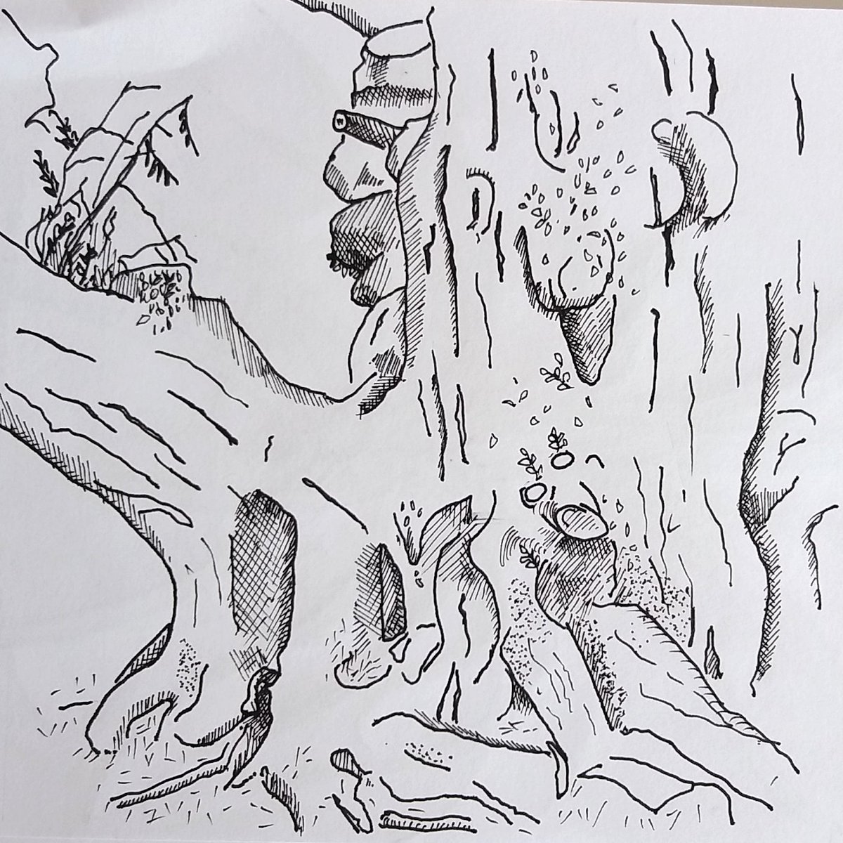 The big old gnarly trunk of the tree in the churchyard.  Day 60/100 #the100dayproject #100daysoflinedrawing

 #linedrawing #nopencil #pendrawing #penandink #adrawingaday #drawingfromlife #drawingfromobservation #observationaldrawing  #dailydrawing  #drawdaily #dailydrawinghabit