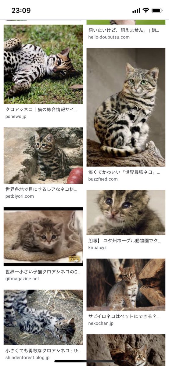 オトウフ甘王 キリンを襲うこともあるらしいよ オトウフ甘王 キリンを襲うこともあるらしいよ
