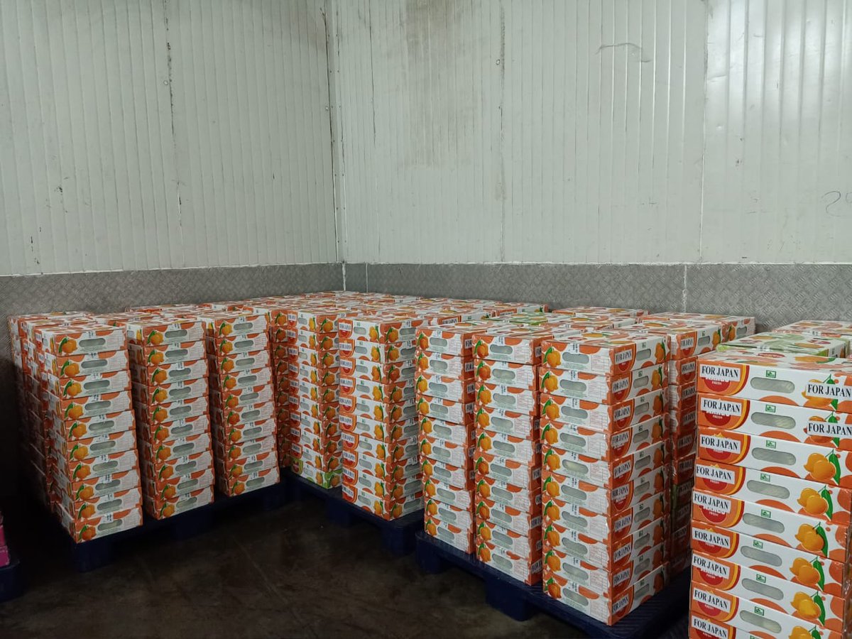 GBKore's tweet photo. 5.4 MTs #MangoExport to #Japan from #MSAMB Vapour Heat Treatment facility #VHT #Vashi, #NaviMumbai #maharashtra #India First time in this pandemic #coronalockdown situation. @AGROWON @CMOMaharashtra @OfficeofUT @PawarSpeaks @icarindia @AgriGoI @nstomar @CimGOI https://t.co/PQFgekvXas