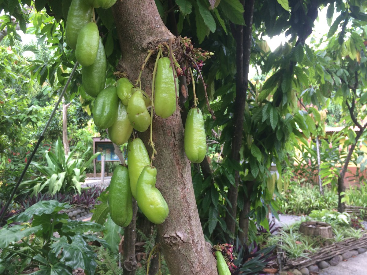 TREES! The first two are CACAO TREES, which, I really really would like them in the game. Imagine the recipes that would come from growing cacao trees? It would work SO WELL with the spirit of Eco Lifestyle. Chocolate from scratch? NO?Last one is a starfruit tree.