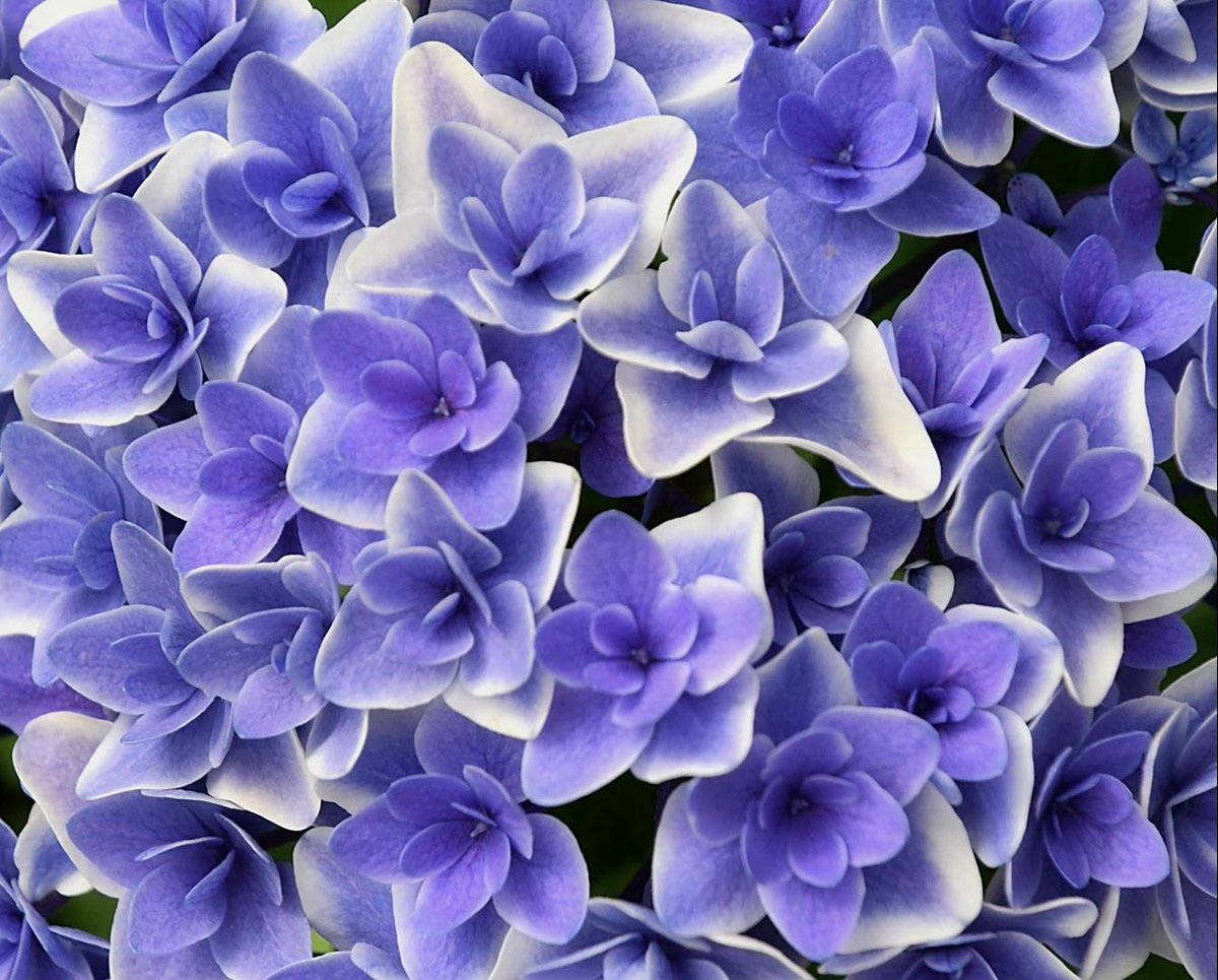 Rekhaa Tiwarii tweet media