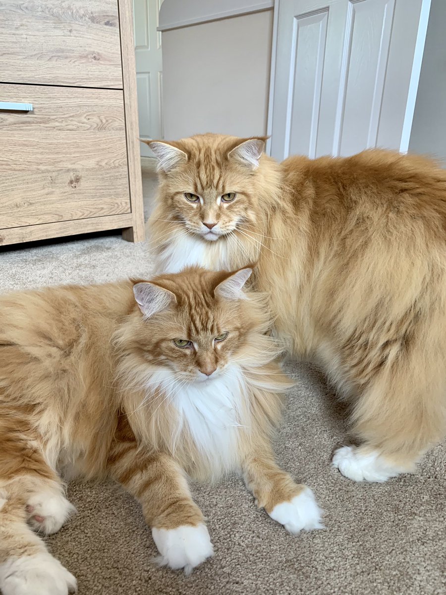 buddy_gizmo's tweet photo. Rehearsals for musical statues are going well, they have been like this for an hour now! Happy #Caturday everyone! 😹😹🦁🦁 #teamfloof #CatsOfTwitter https://t.co/8ZEN2FIztY