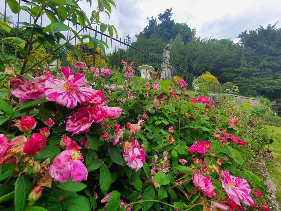 TowersStreet's tweet photo. You've just eight more days to enjoy the tranquility of the @altontowers gardens. We highly recommend a stroll and picnic. Perfect! https://t.co/1rhDp7HBm0