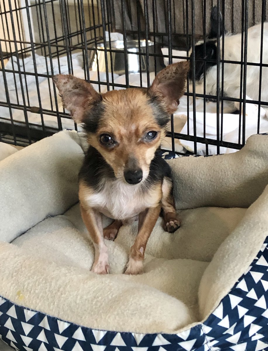 TriCounty Humane tweet media