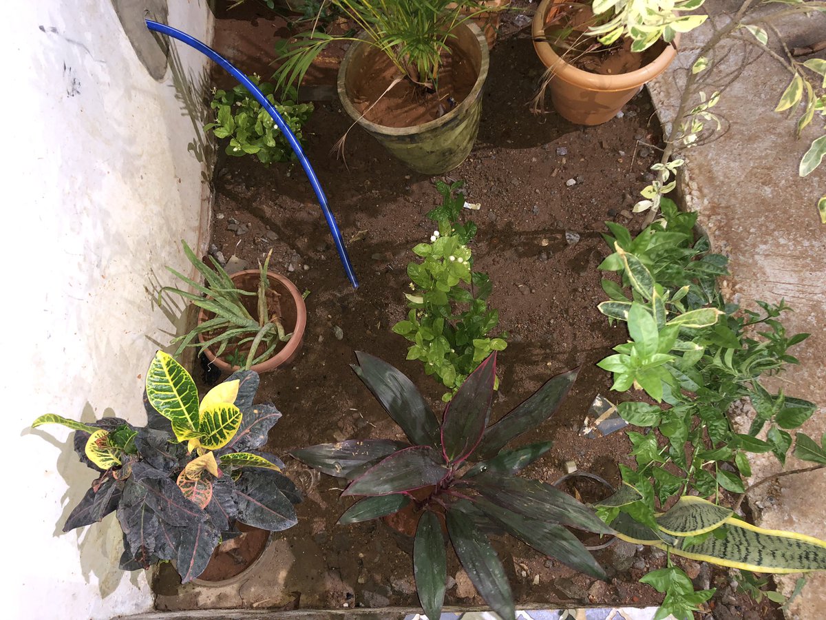 vaseemsidz's tweet photo. Well, I had been tempted to initiate a step towards home #gardening. #plants #Garden #ROSE #whiterose #Flowers #FlowersOfTwitter #Serenity #peace #peaceofmind #cool #relaxation #frustrated #mindcontrol #nursery https://t.co/FFqWN5k0rF