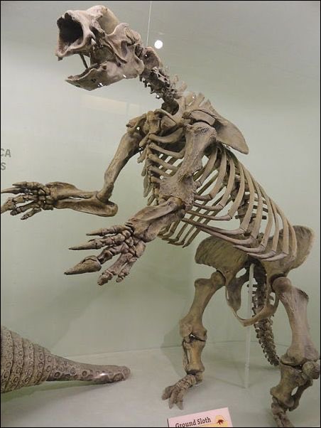 My personal favorite state fact is that WV’s state fossil is the Megalonyx jeffersonii. This was a giant ground sloth that would roam the forest floors. These sloths inspired the mega sloths in “Fall Out 76”