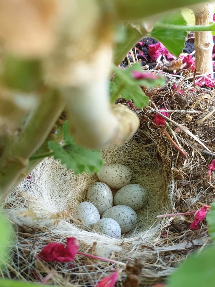 La naturaleza está más activa que nunca. Encontrar un nido de lavandera entre los geranios de la terraza alegra el día. Precioso!