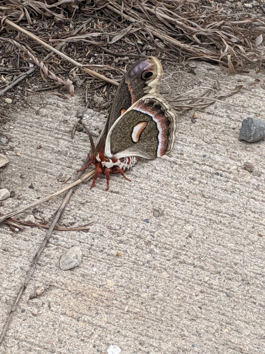 InKfarms's tweet image. So what am I seeing here? Are giant moths 2020's next contribution? #CdnAg #entomology #moth #westcdnag