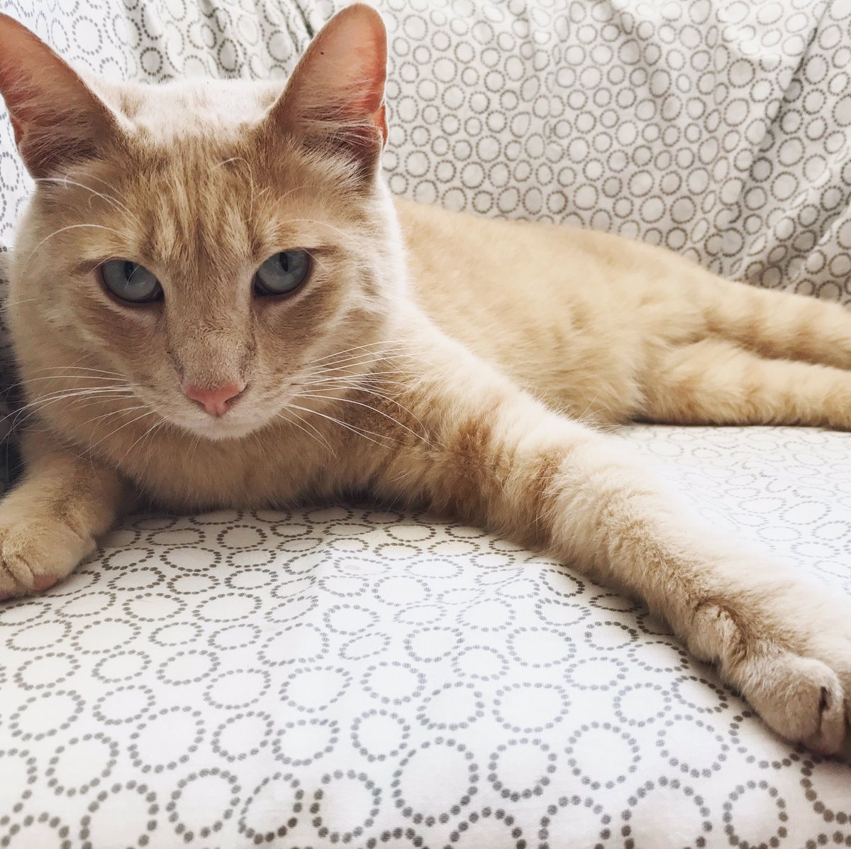 Happy #caturday
Love, Cappuccino 💕🐱