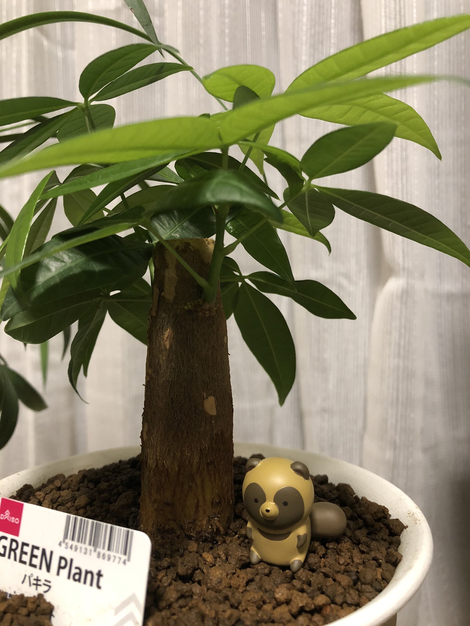 たぬお たぬゅお 自宅に居る事増えて始めてみた うちの観葉植物たち 今の所何とか枯れずにいます パキラ 割と元気 ユッカデスメティアーナ 大丈夫 フィカス なんか葉っぱ増えそう シンゴニウム すぐに土乾くけど順調 うちの観葉植物 パキラ