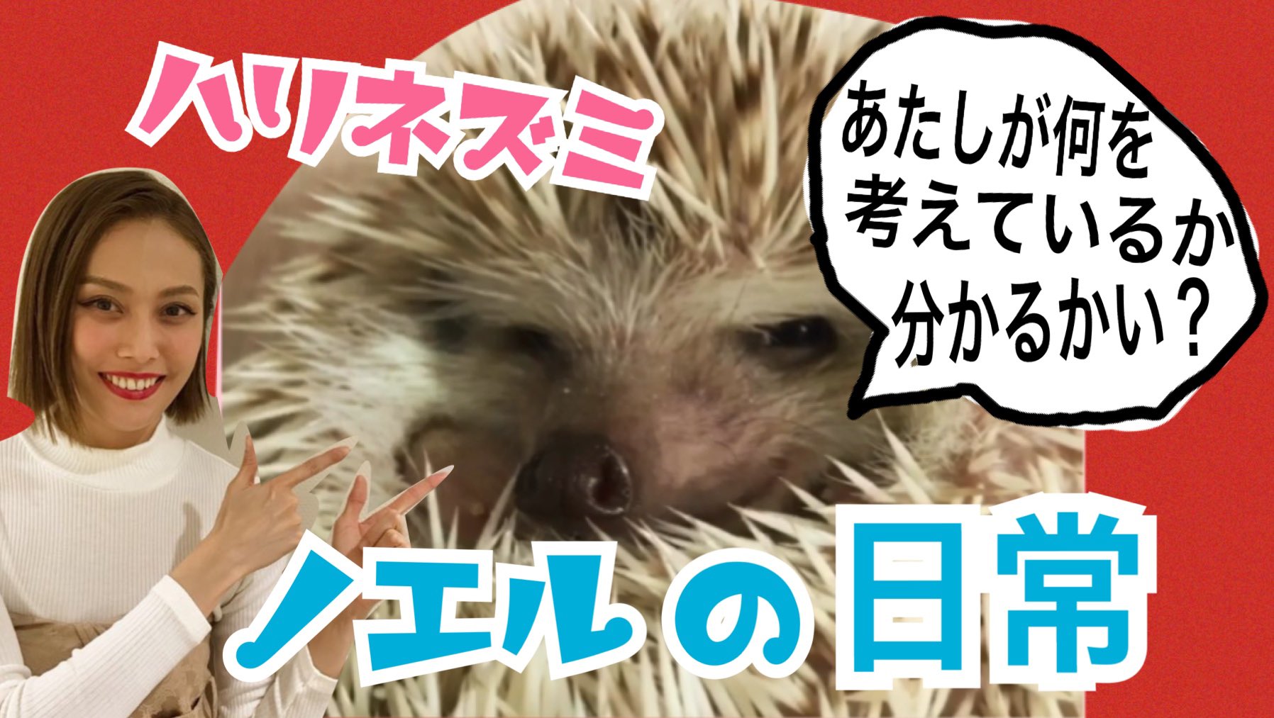 らりるrie ハリネズミのノエルの日常に密着 食べる 寝る 怒る T Co W5oepezcfc ノエルのめちゃくちゃ可愛い映像が詰まっています 是非ご覧ください らりるrieの自己満族 ハリネズミ 可愛い 動物癒し動画 Hedgehog リエック