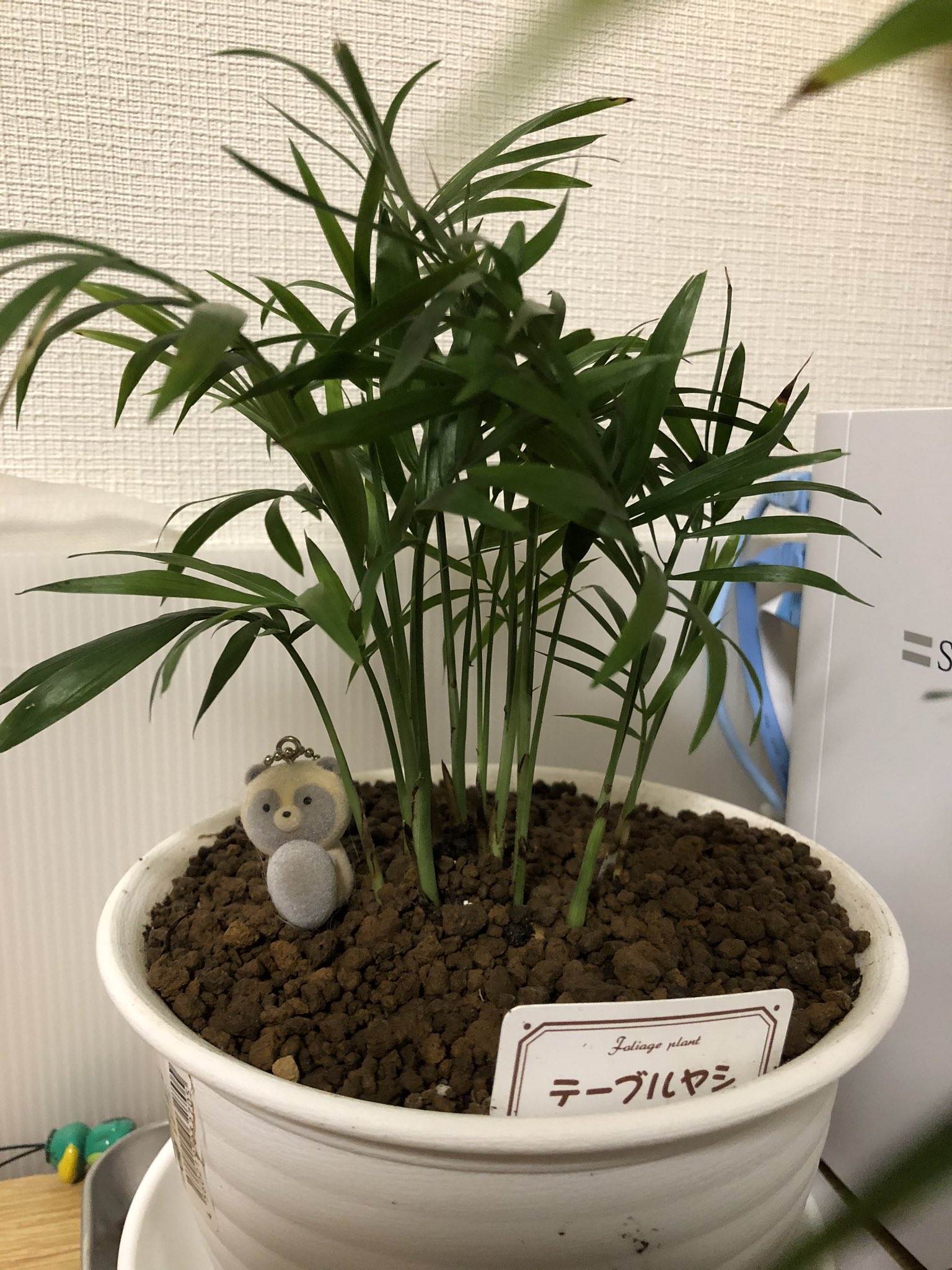 うちの観葉植物 Twitter Search Twitter
