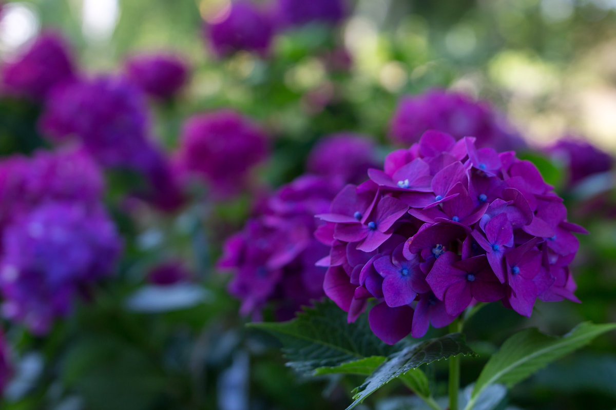 今日も今日とて散歩がてら、紫陽花を😊よく見てみるとハート型の紫陽花がありますね😊

#eoskissx7  #tamronsp35mmf14 #tamron35mmf14 #hydrangea #紫陽花 #hydrangea #blue #purple #flower