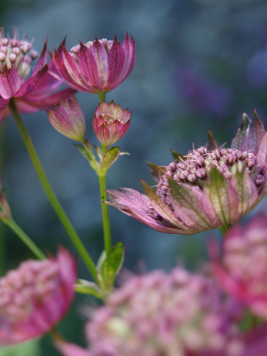 BobMehen's tweet photo. This turning into a bumper year for Astrantias now some rain has come & they really are photogenic. #Astrantias #Masterwort #flowers #gardens #gardening #Cornwall https://t.co/JWi1gwdVrD
