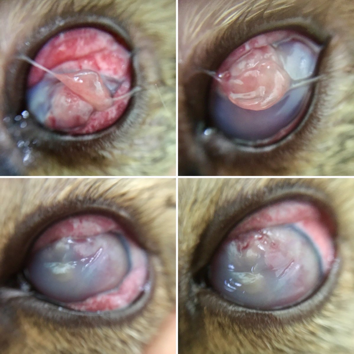 Ai_thevet's tweet photo. Progress gambar searah jarum jam.Di kasus2 kyk gini,kesuksesan terapi tergantung: never ending client education,komitmen klien thd terapi pet nya di rmh,sabar en ga baperan (berlaku buat klien en dokternya 😁) #keratomalacia #sequestrum #toxoplasmosis #cornealoedema #uveitis #cat https://t.co/BD8mJTc25Z