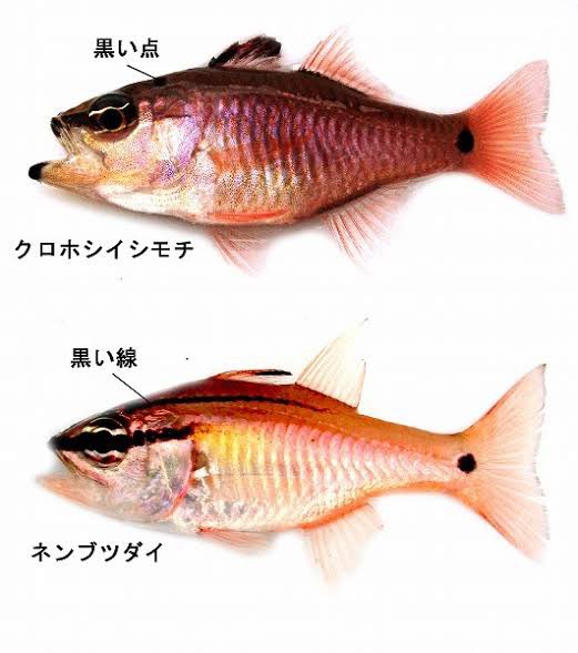 クロホシイシモチのtwitterイラスト検索結果 古い順